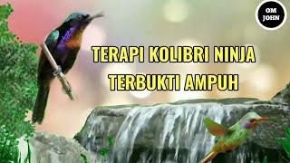 Download lagu pancingan Kolibri ninja macet bunyi plus suara gem... mp3