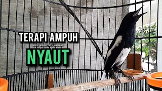 Download lagu SUARA BURUNG kacer gacor NGEPLONG tarung ini paling ampuh buat PANCINGAN KACER agar EMOSI mp3
