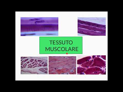 CORSO DI ISTOLOGIA LEZIONE 22 DI 30 TESSUTO MUSCOLARE PARTE 1