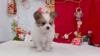 パピヨンの動画01