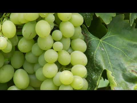 Reč struke ep. 214 30.10.2018. NAJAVA