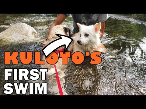 Kuloto's First Swim with Snafi | Vlog #1