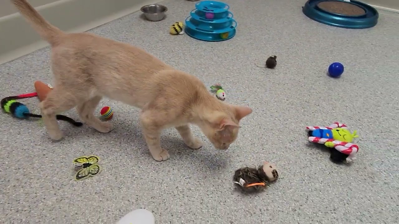 Jello, a ADOPTABLE Domestic Short Hair in Marshfield, WI video 5/5