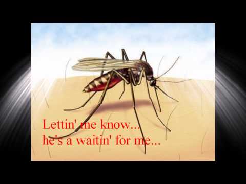 pearl jam-red moquito lyric