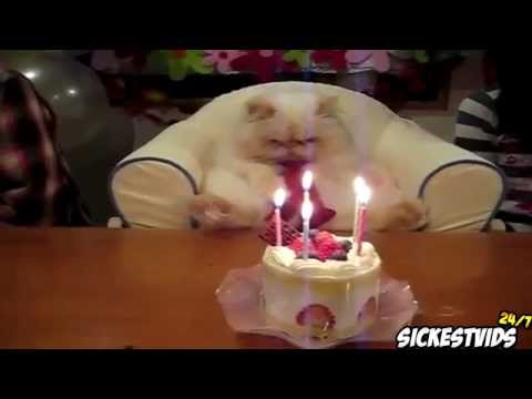 Cat Compilation March 2013   Top 10 Countdown Funny Cat Videos