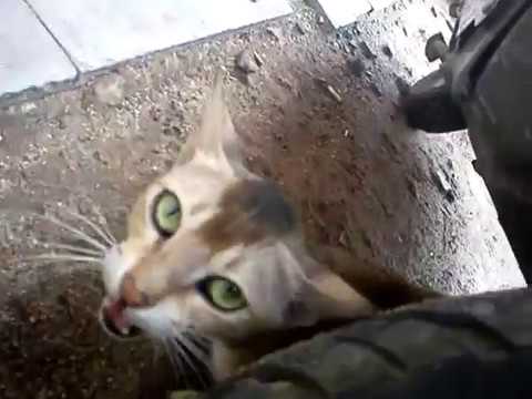 Hungry Cat found @Mallepally