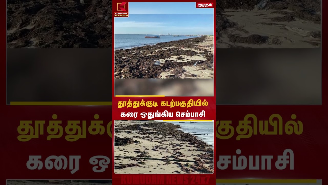 தூத்துக்குடி கடற்பகுதியில் கரை ஒதுங்கிய செம்பாசி | #Thoothukudi #Tuticorin #MarineLife #tamilnadu