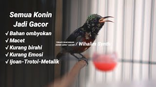 Download lagu SUARA KONIN RIBUT !! PANCINGAN BIAR CEPAT GACOR • TERAPI KOLIBRI NINJA BAHAN CEPAT BUNYI PASTI NYAUT mp3 Download lagu SUARA KONIN RIBUT !! PANCINGAN BIAR CEPAT GACOR • TERAPI KOLIBRI NINJA BAHAN CEPAT BUNYI PASTI NYAUT mp3