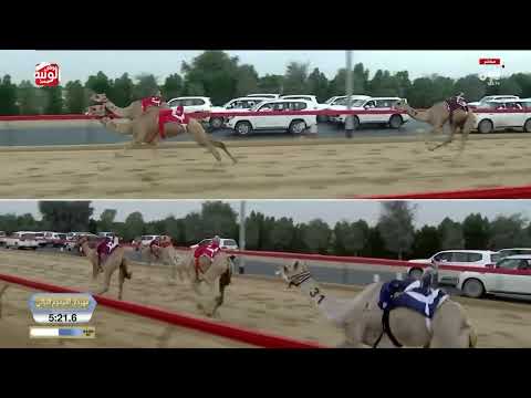 ش 3 كأس محليات (السايحه) لـ هجن زعبيل 11:56:10 ، ختامي المرموم 2026/03/31 ثنايا