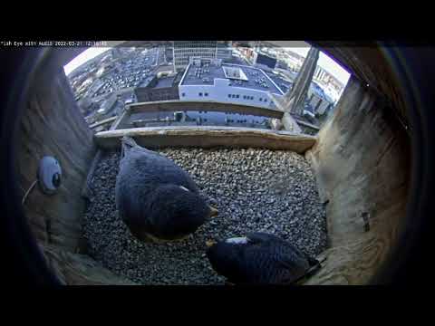 March 21 2022 Afternoon Dance 1213PM