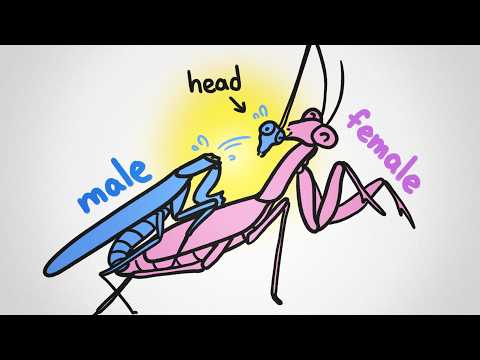 なぜメスがパートナーを食べてしまうのか？