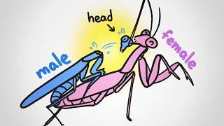 Why Are Males Always Eaten During Sex?