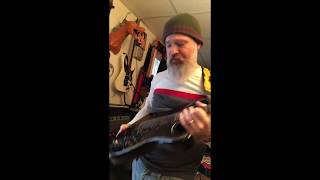 Video thumbnail for Casio MG 510 MG-510 midi guitar 1987 Ibanez by Art, Cars and Guitars -Scott M Fischer