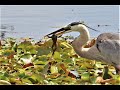 Great Blue Heron Eats Huge Frog Alive