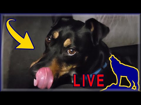 Jester's House LIVE 2-28-2023