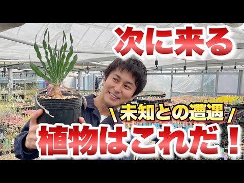 園芸 ケープデイジー、レインマリーゴールド、ディモルフォテカ