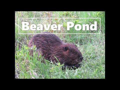 Beaver Pond: A typical evening for beavers