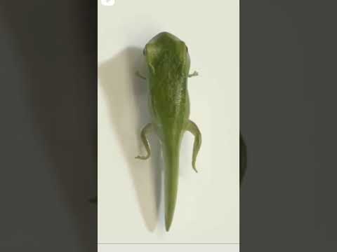 formation of tadpole into frog 🐸 . awesome video