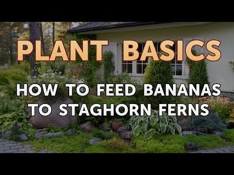 How to Dry an Overwatered Plant