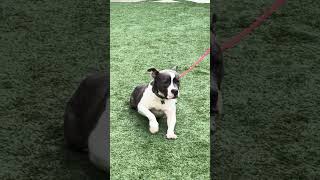 Video preview image #1 American Pit Bull Terrier Puppy For Sale in Berkeley, CA, USA