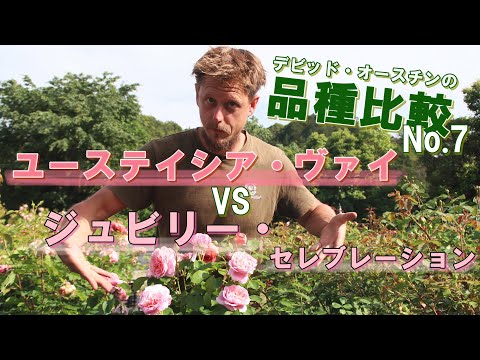 イングリッシュローズ「ジュビリーセレブレーション」 植物