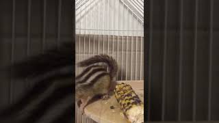 シマリスがコーンを齧るだけ
