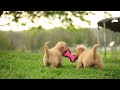 Golden Retriever dogs for sale: Tula - Video 1