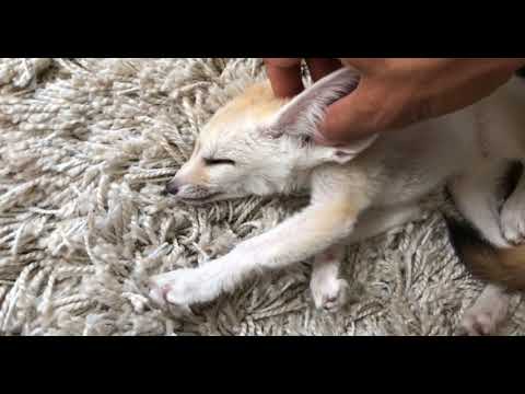 Fenek púštny (Vulpes zerda) — video o chove a starostlivosti