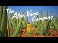 Why You Sould Drink Aloe Vera In 2021