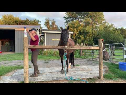Midnight - Grooming And Tacking