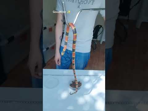 coralillo una de las serpientes más venenosas! #shortvideo #animales #sabiasque #animals