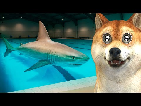There's a shark in my pool...