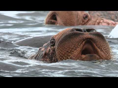 Walrus haul-out in Far East Russia