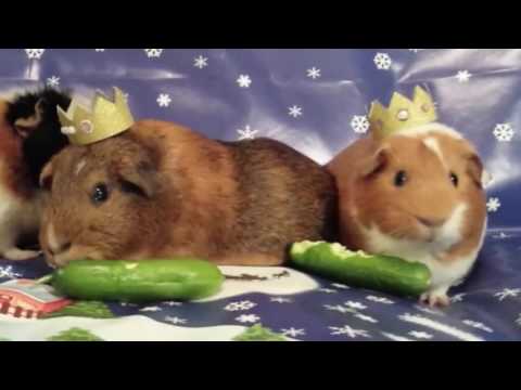 Cavy Corner Guinea Sanctuary - Parry Gripp