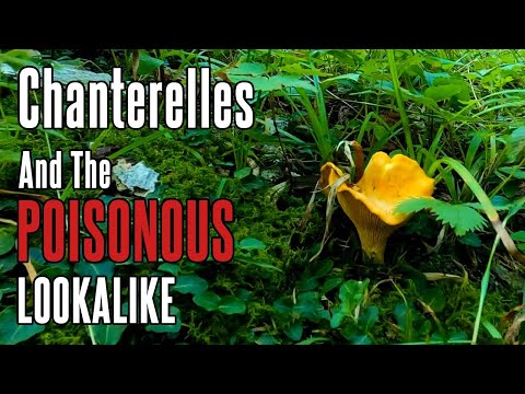 Chanterelle Mushrooms (and POISONOUS Lookalike) | Foraging in Appalachia