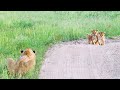 Heart Warming Reunion Between Lost Cubs And Mother