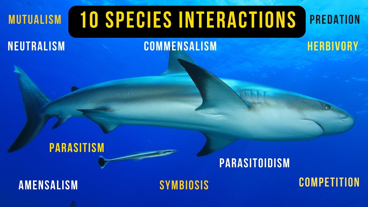 10 Species Interactions in Ecosystem with Examples-Ecology 6 Minutes