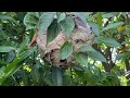 Stumbling Upon a Bald-Faced Hornets Nest in Shrewsbury, NJ