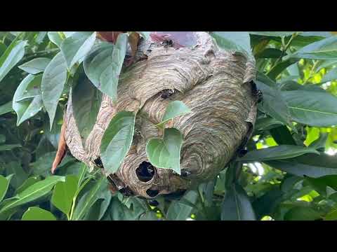 Stumbling Upon a Bald-Faced Hornets Nest in Shrewsbury, NJ