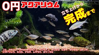 【アクアリウム】水槽立ち上げから３ヶ月後/現在最高の状態なので共有させてください