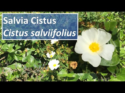White Rock Rose (Rockrose) Facts, Salvia Cistus - Cistus salviifolius - #cistus #rockrose #cotopride