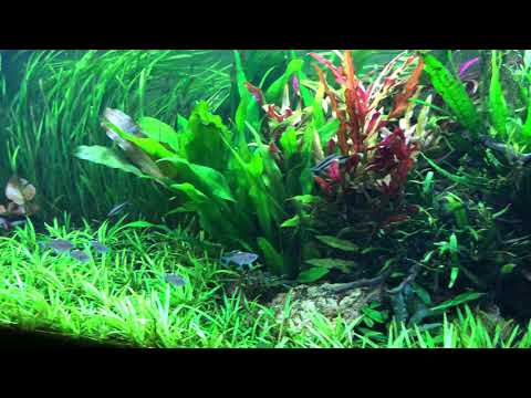 Watch Video on YouTube