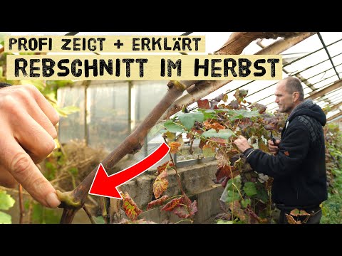 , title : 'Wie schneidet man Trauben richtig? Weinrebenschnitt im Herbst - selber Weintrauben anbauen!'