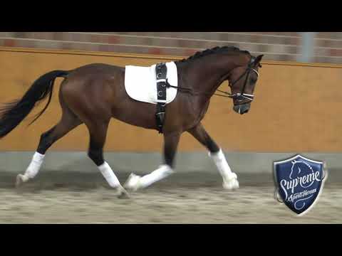 'VALIANT SOLDIER' 2020 Gelding by Vaderland