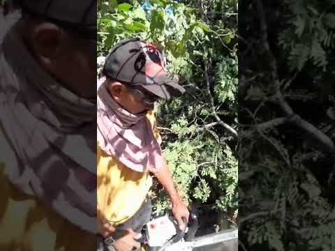 Tirando mel de oco de pau no interior de Colônia do Piauí #piauinotiktok #oeiraspiauí #viralizou