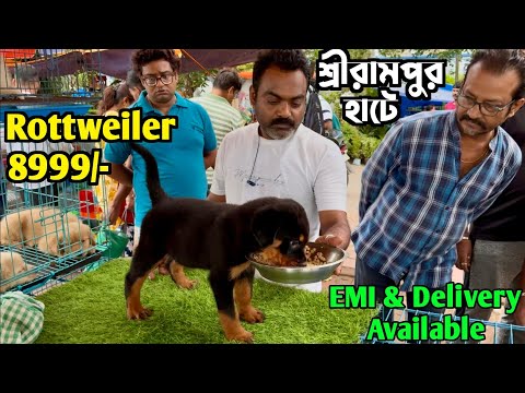 Low Price Puppies Sell in Serampore Pet Market. Kolkata Dog Market Price 2025.