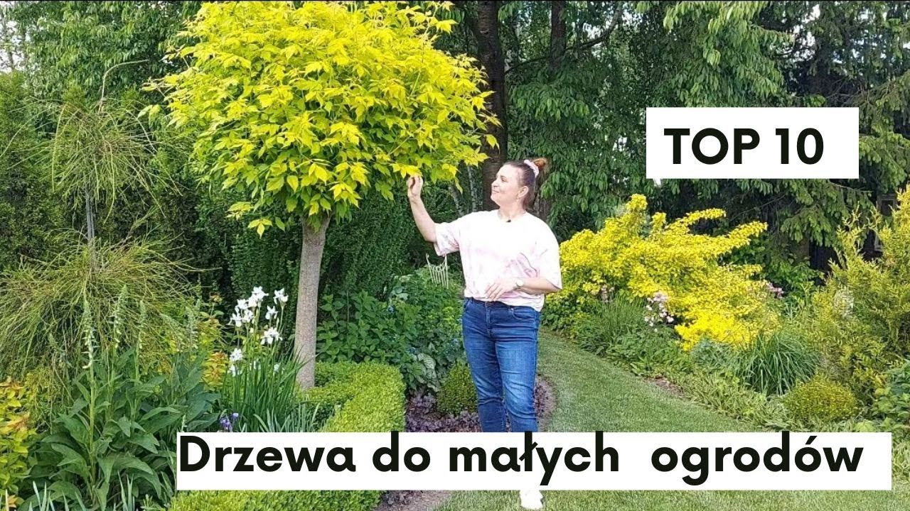 10 drzew do małych ogrodów. Jakie drzewa rosną w moim ogrodzie 