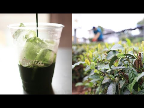 Video Thumbnail: Global matcha 'obsession' drinks Japan tea farms dry | AFP