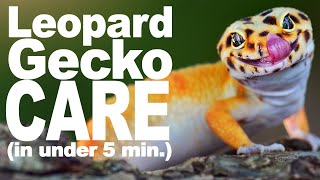 Download lagu Complete Leopard Gecko Care Guide! mp3 Download lagu Complete Leopard Gecko Care Guide! mp3
