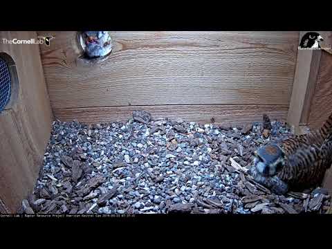 Male Kestrel Delivers Vole For Breakfast – April 23, 2019